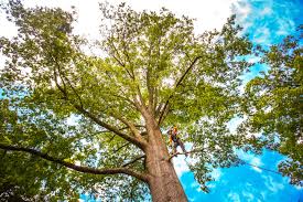 Best Tree Cabling and Bracing  in Gamerco, NM